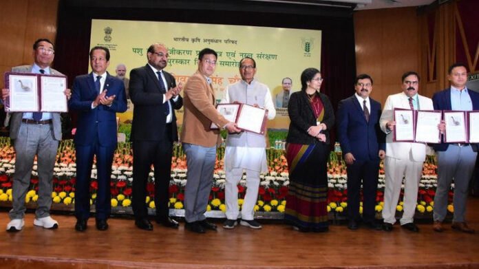 Manipur's local ‘Manipuri Duck' gets official recognition as indigenous breed