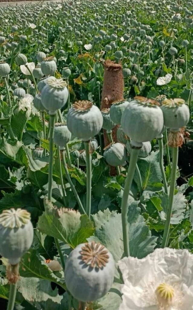 illegal poppy cultivation in Manipur