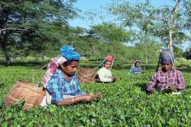 Assam Tea Garden Election Campaign Scene Tea garden workers during first flush season with political campaign activity in Assam