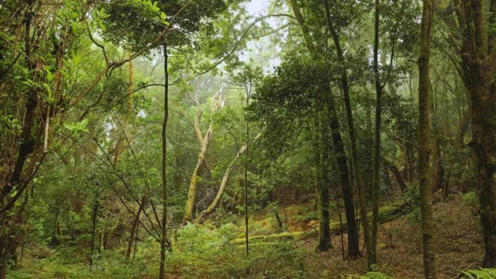 Why is it forbidden to take anything from this sacred forest in Meghalaya?