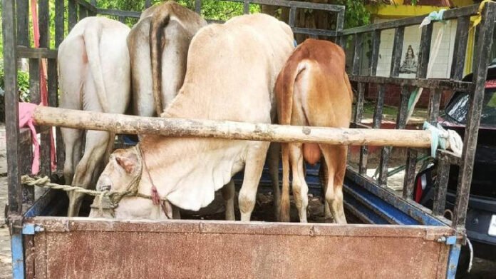 Assam police bust alleged cattle smuggling network, two arrested in Palasbari