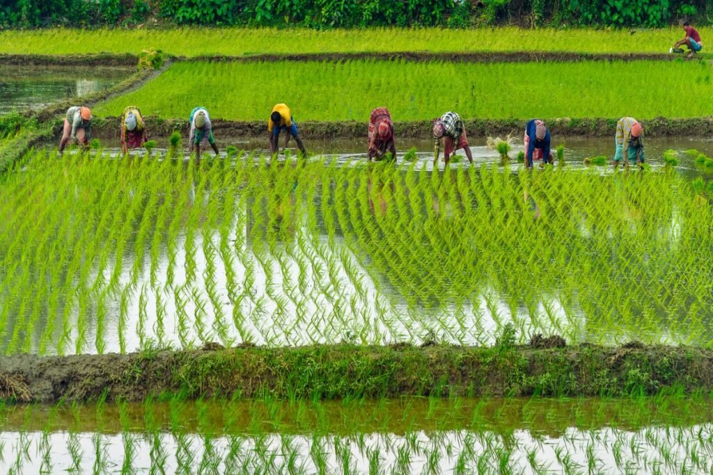 Paddy farmers working in agricultural fields under West Bengal farmer welfare initiative
