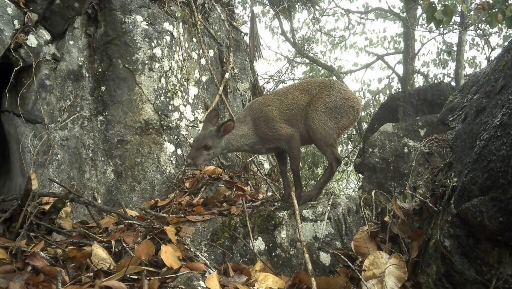 Rare musk deer captured on camera trap inside Yord-Rongchu Wildlife Sanctuary in Arunachal Pradesh