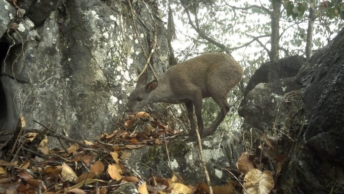 Rare musk deer captured on camera trap inside Yord-Rongchu Wildlife Sanctuary in Arunachal Pradesh