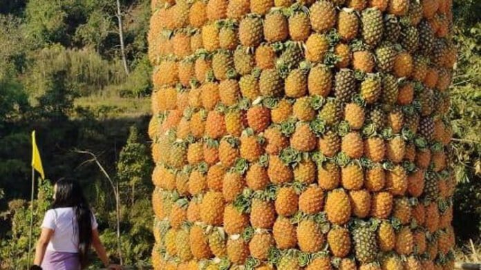 Arunachal Pradesh declares Pineapple Festival as annual state event