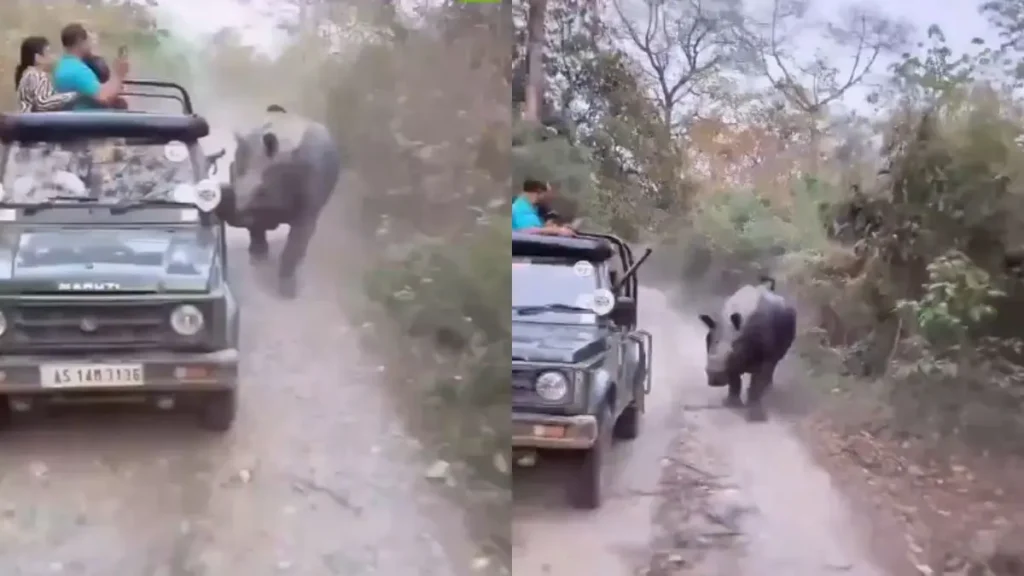 Indian rhinoceros charging near safari vehicle inside Manas National Park in Assam