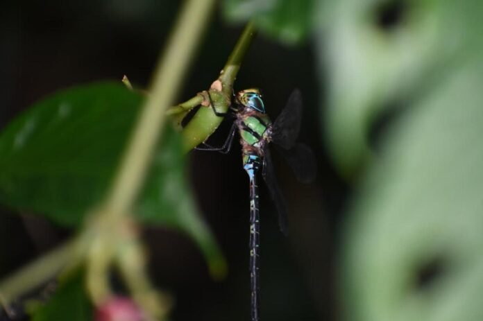 Rare long-tailed duskhawker dragonfly spotted in Namdapha National Park during biodiversity survey