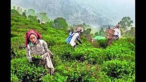 Assam tea plantation workers processing premium tea leaves for international export markets