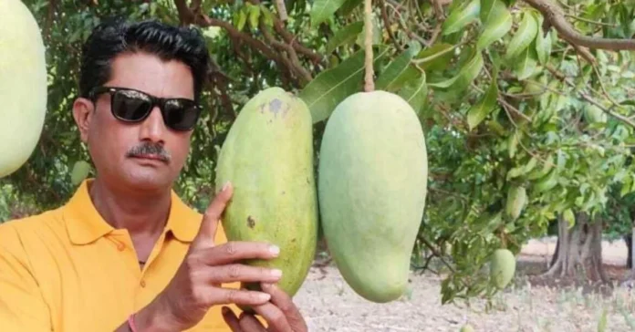 Noorjahan Mango Viral showing giant 3kg mango from Madhya Pradesh trending in Northeast India