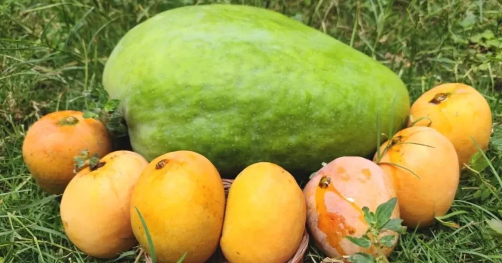 Noorjahan Mango Viral showing giant 3kg mango from Madhya Pradesh trending in Northeast India