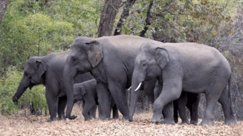 Wild elephant near highway area in North Bengal after fatal attack incident near Bagdogra