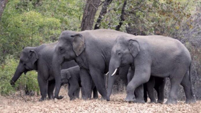 Wild elephant near highway area in North Bengal after fatal attack incident near Bagdogra