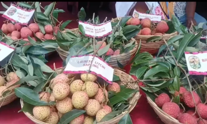 GI-tagged Tezpur litchi packed for international shipment during the Tezpur Litchi Dubai Export initiative.