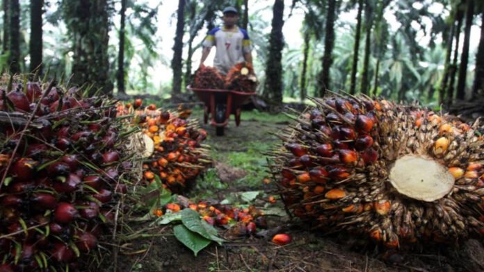Agriculture workers tend oil palm plantations in Tripura following the expansion of cultivation across more than 3,500 hectares.