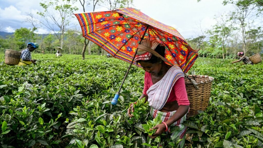 Organic tea leaves from Sikkim displayed at an international tea tasting forum where premium auction prices were recorded.
