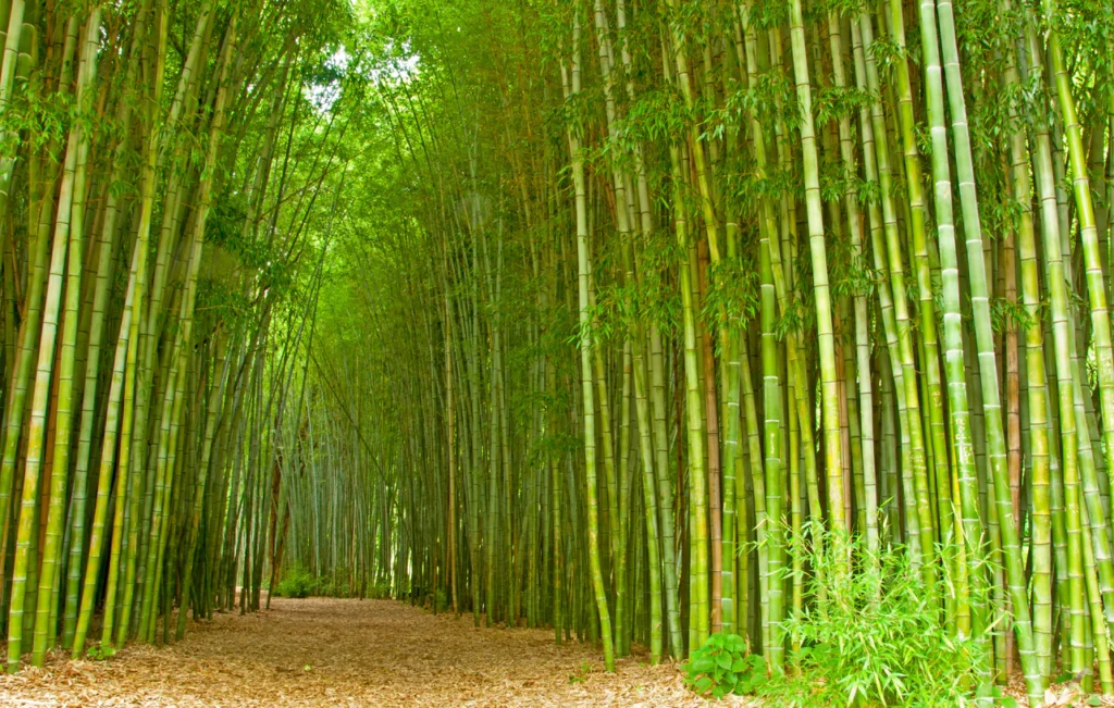 Bamboo plantation in Northeast India where farmers cultivate bamboo under a sustainable rural development initiative.