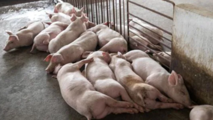 Veterinary officials monitoring pig farms amid African Swine Fever control measures in Meghalaya.