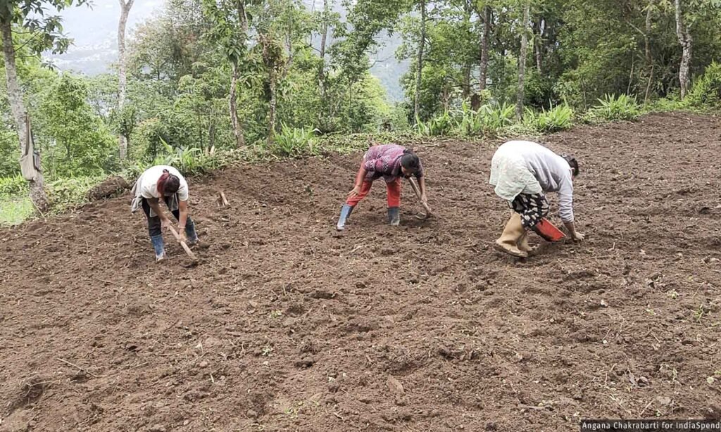 Farmers cultivating organically certified fields in Sikkim after the approval of 1,200 additional hectares of chemical-free land.