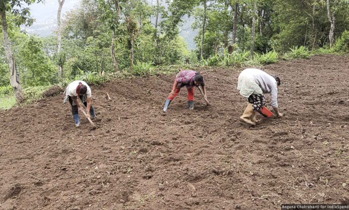 Farmers cultivating organically certified fields in Sikkim after the approval of 1,200 additional hectares of chemical-free land.