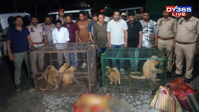STF personnel rescuing rare golden langurs during a wildlife smuggling interception operation in Chirang, Assam.