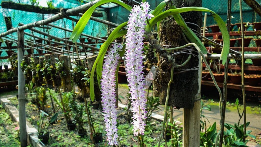 Researchers at an orchid centre in Arunachal Pradesh cultivating rare hybrid orchid varieties using advanced propagation techniques.