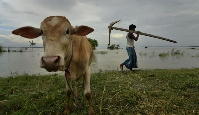 Farmers working in border fields at Lapangap area as Assam and Meghalaya reach cultivation agreement.