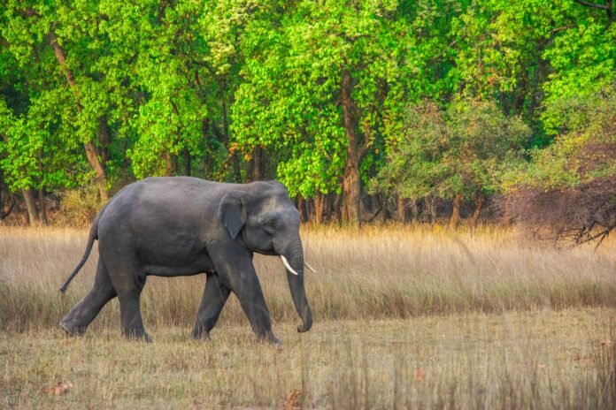 Wild elephants moving through forest corridors in Assam monitored using high-resolution satellite imagery for conservation purposes