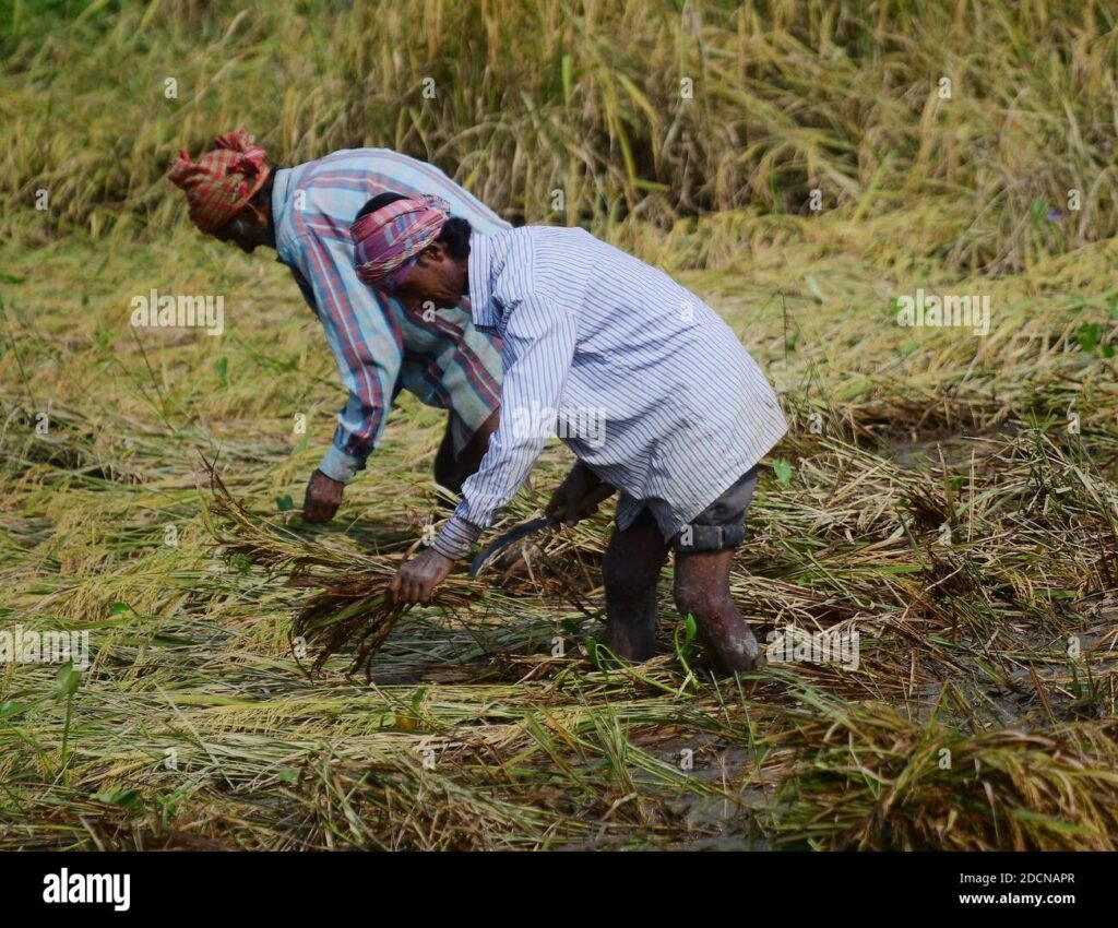 Farmers practicing natural farming techniques in agricultural fields across Tripura.