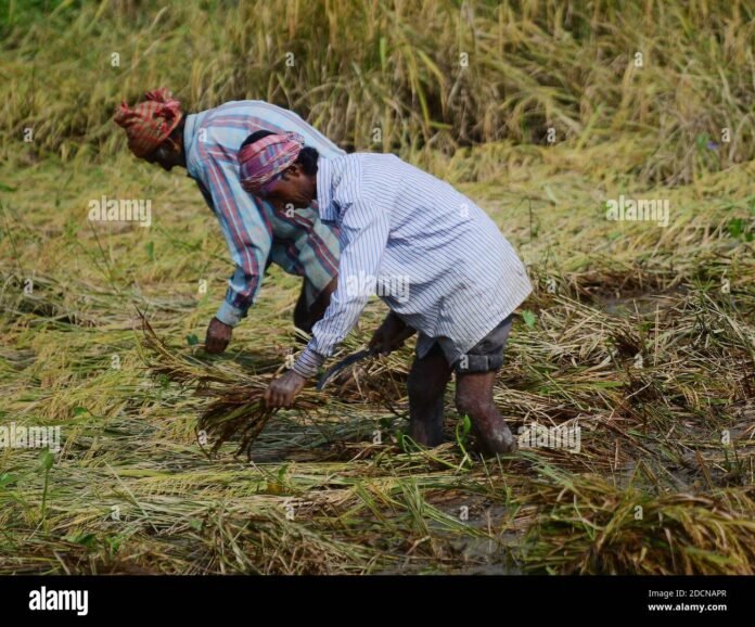 Farmers practicing natural farming techniques in agricultural fields across Tripura.