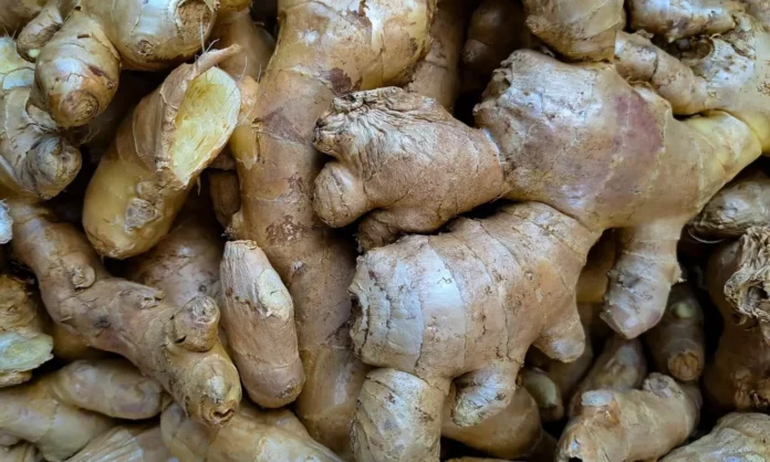 Organic ginger farmers in Nagaland showcasing freshly harvested produce after securing a supply agreement with major spice brands.