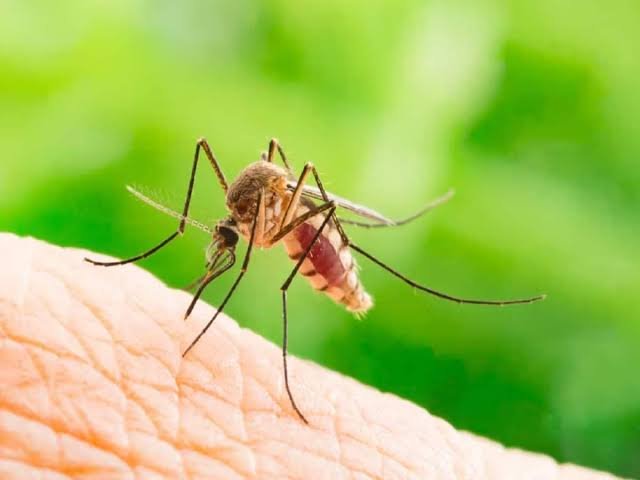 Health workers in Assam conduct mosquito control and surveillance activities following a Japanese Encephalitis red alert during the monsoon season.