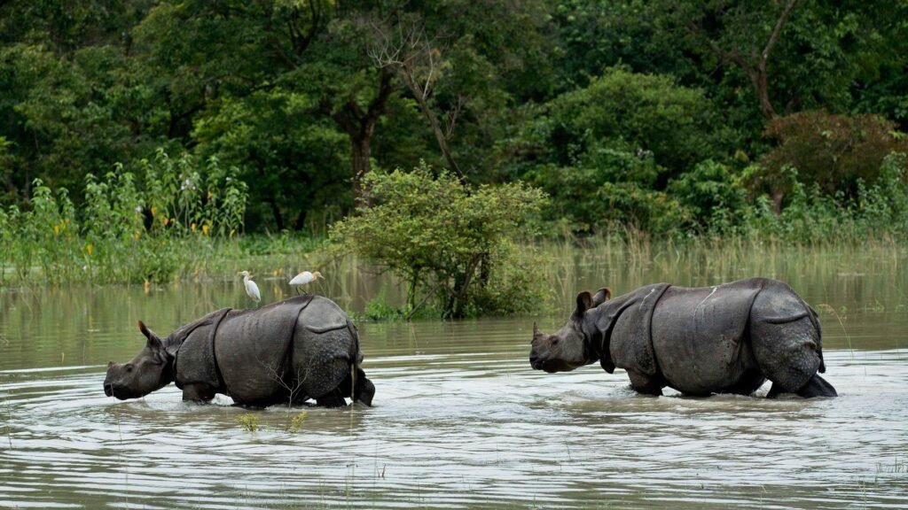 Forest officials monitor AI-powered flood surveillance data at Kaziranga National Park to protect wildlife during the monsoon season.