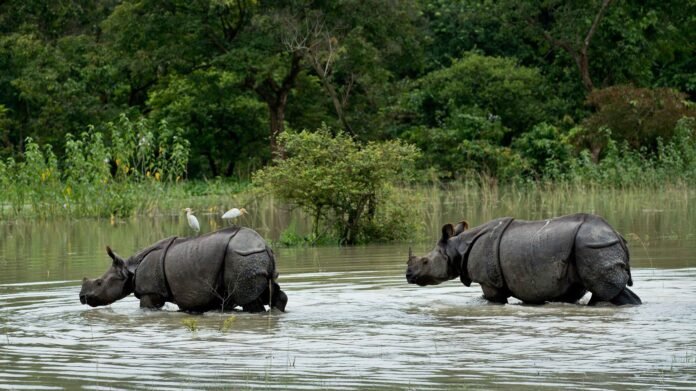 Forest officials monitor AI-powered flood surveillance data at Kaziranga National Park to protect wildlife during the monsoon season.
