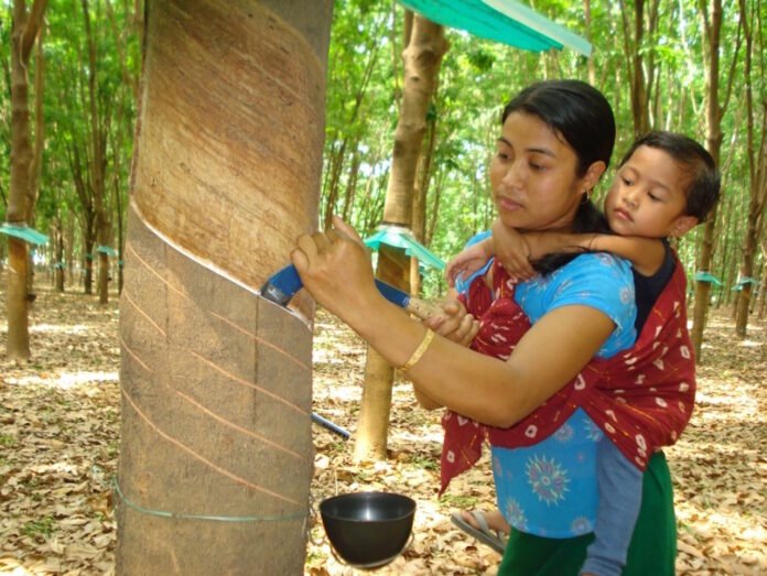 Indigenous rubber growers inspect healthy rubber plantations in Tripura following the state's announcement of new financial subsidies for the rubber cultivation sector.