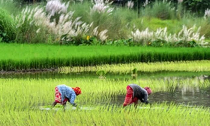 Farmers receive high-yield monsoon crop seeds through cooperative centres as part of a subsidized agricultural support programme.