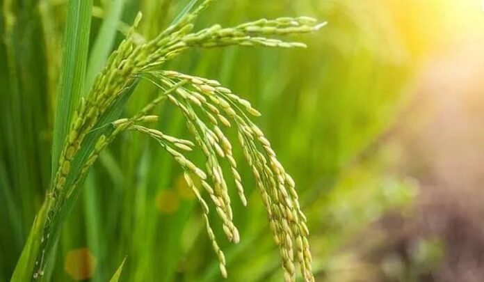 Flooding destroys standing paddy crops across agricultural fields in Assam’s Brahmaputra Valley.