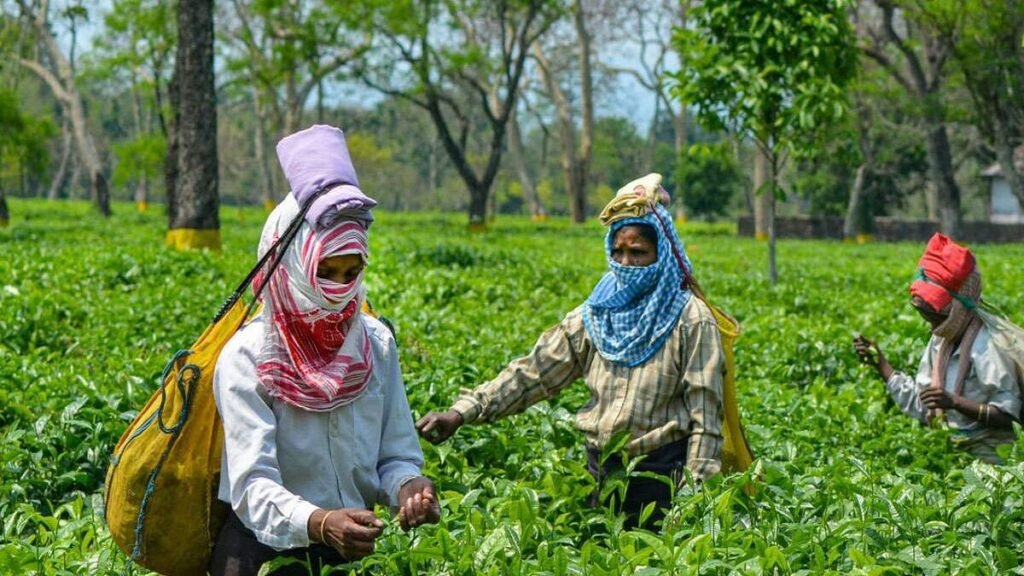 Small tea growers in Dibrugarh seek geographical recognition for their locally produced Assam tea through a specialised GI application.