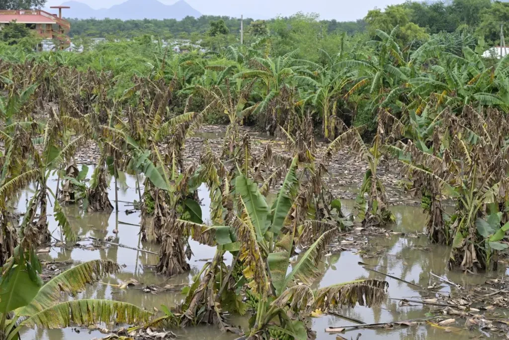 More than 9,981 hectares of agricultural and crop land remain submerged following widespread flooding, threatening farming livelihoods.