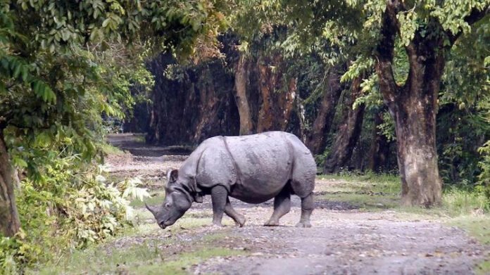 Assam adds 403.62 sq km to protected forest network, biggest green expansion in India: Himanta Biswa Sarma