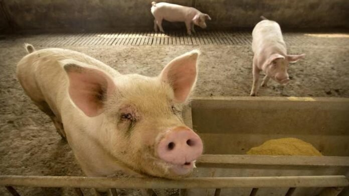 Authorities seize 45 pigs allegedly smuggled from Assam into Mizoram after testing confirms African Swine Fever and initiate disease-control measures.