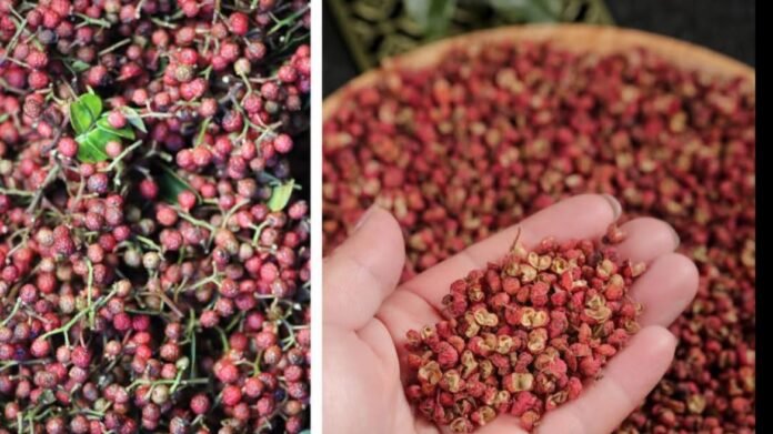 Arunachal Pradesh farmers reportedly earn ₹39 lakh from a 10-tonne commercial harvest of the indigenous Khagi spice.