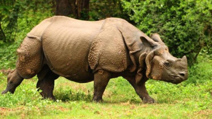 World Rhino Day: CM Himanta highlights Assam's commitment to rhino conservation