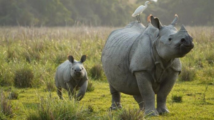 'Kaziranga's conservation story stands as a model for the world': Assam CM on World Rhino Day