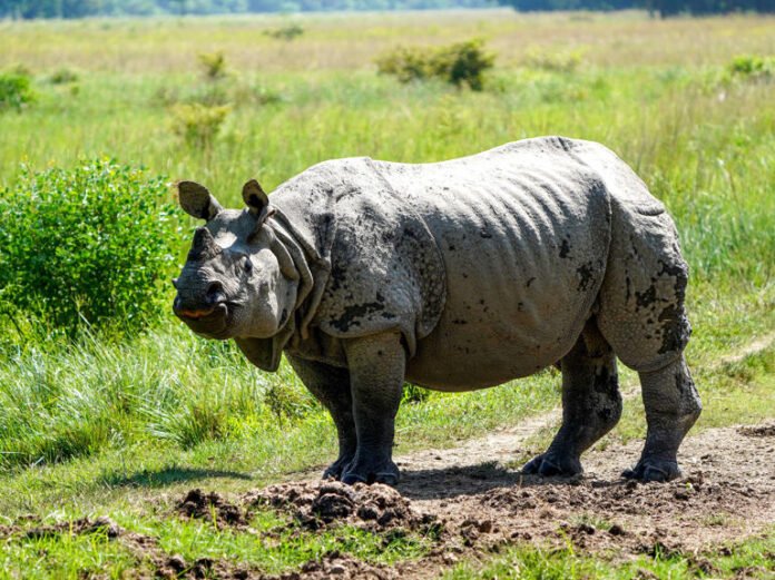 Govt plans to reintroduce rhinos in VTR, may bring them from Assam & Bengal