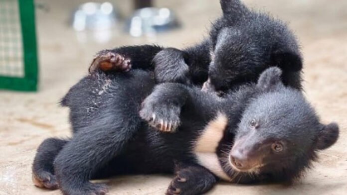 Three rescued bear cubs begin journey back to wild in Arunachal's Pakke Tiger Reserve
