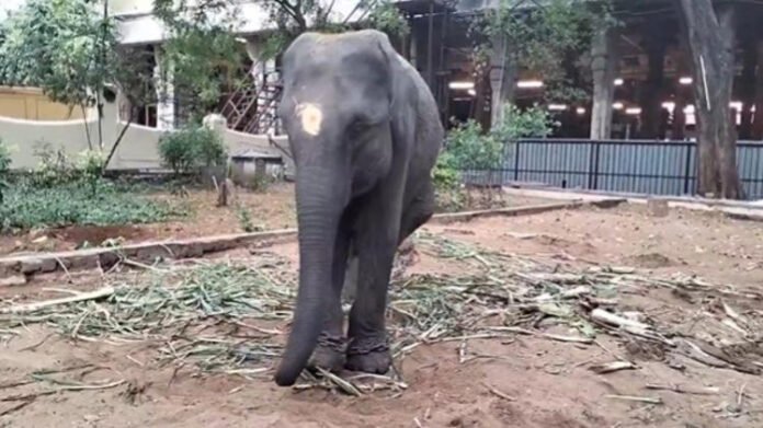 ‘Silent exodus of Assam's elephants should stop': Gaurav Gogoi questions transfer of 5-year-old Durga to Tamil Nadu