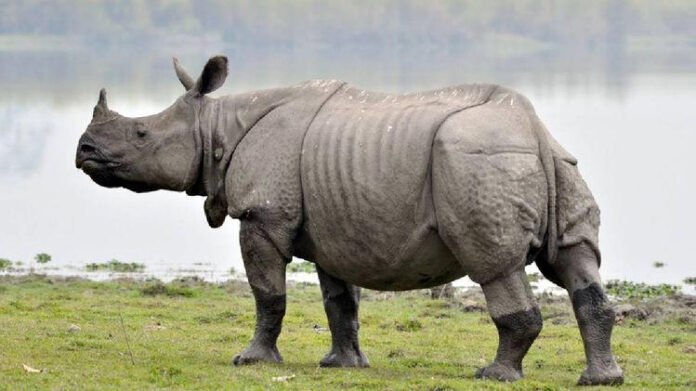 Assam: No rhino poaching in 2025, says IFR Report, major milestone for the state