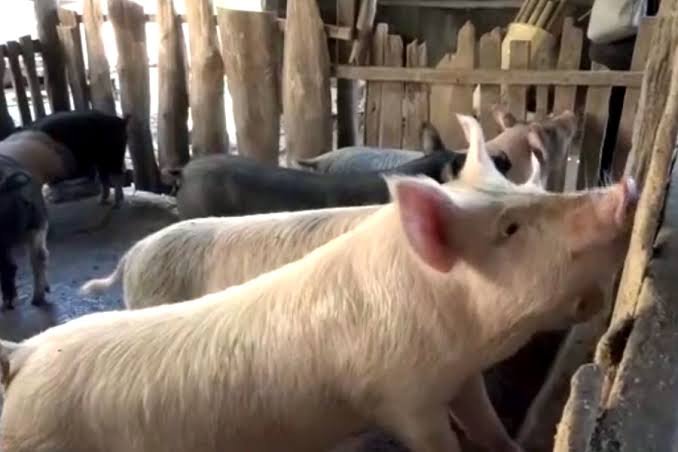 Champhai district in Mizoram implements a pork sale ban following fresh African Swine Fever outbreaks.