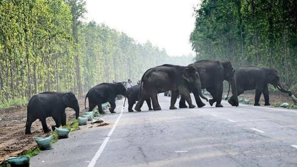 Assam elephants face fresh court scrutiny over Tamil Nadu move