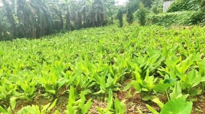 Lakadong turmeric farmers and processing infrastructure in West Jaintia Hills, Meghalaya, as the state expands value addition and market access initiatives.